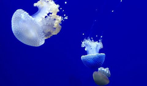 Georgia Aquarium Jellyfish
