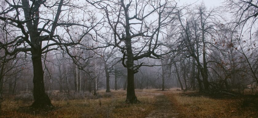 leafless trees in misty autumn forest